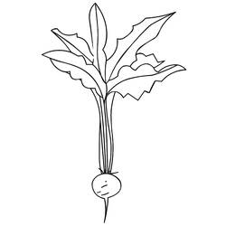 Dibujo Rábano (Comida y Nutrición) #220974 para imprimir y colorear