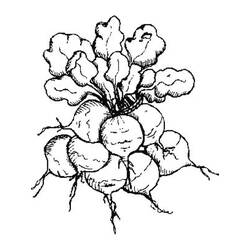 Dibujo Rábano (Comida y Nutrición) #220975 para imprimir y colorear