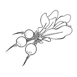 Dibujo Rábano (Comida y Nutrición) #220978 para imprimir y colorear