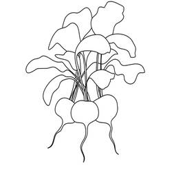 Dibujo Rábano (Comida y Nutrición) #220989 para imprimir y colorear