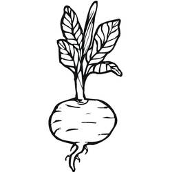 Dibujo para colorear: Remolacha (Comida y Nutrición) #213790 - Dibujos para Colorear e Imprimir Gratis