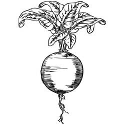 Dibujo para colorear: Remolacha (Comida y Nutrición) #213791 - Dibujos para Colorear e Imprimir Gratis