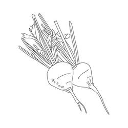 Dibujo para colorear: Remolacha (Comida y Nutrición) #213793 - Dibujos para Colorear e Imprimir Gratis