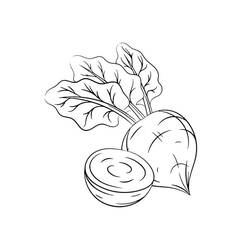 Dibujo para colorear: Remolacha (Comida y Nutrición) #213800 - Dibujos para Colorear e Imprimir Gratis