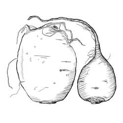 Dibujo para colorear: Remolacha (Comida y Nutrición) #213803 - Dibujos para Colorear e Imprimir Gratis