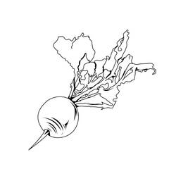 Dibujo para colorear: Remolacha (Comida y Nutrición) #213808 - Dibujos para Colorear e Imprimir Gratis