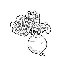 Dibujo para colorear: Remolacha (Comida y Nutrición) #213812 - Dibujos para Colorear e Imprimir Gratis