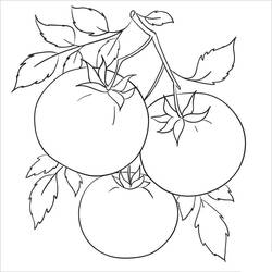 Dibujo para colorear: Tomate (Comida y Nutrición) #195380 - Dibujos para Colorear e Imprimir Gratis