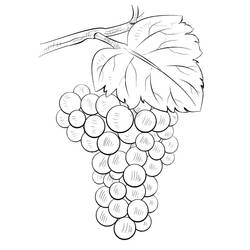 Dibujos para colorear: Uvas - Dibujos para Colorear e Imprimir Gratis