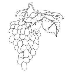 Dibujo para colorear: Uvas (Comida y Nutrición) #212415 - Dibujos para Colorear e Imprimir Gratis
