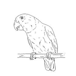 Dibujos para colorear: Senegal - Dibujos para Colorear e Imprimir Gratis