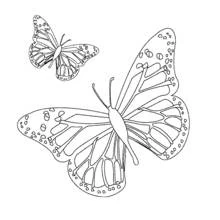 Dibujo para colorear: Mandalas de Mariposas (Mandalas) #117410 - Dibujos para Colorear e Imprimir Gratis