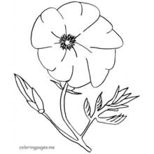 Dibujo para colorear: Amapola (Naturaleza y Estaciones) #162436 - Dibujos para Colorear e Imprimir Gratis