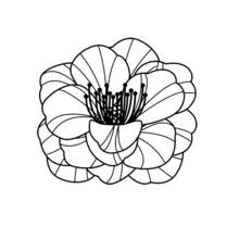 Dibujo para colorear: Amapola (Naturaleza y Estaciones) #162437 - Dibujos para Colorear e Imprimir Gratis
