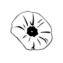 Dibujo para colorear: Amapola (Naturaleza y Estaciones) #162438 - Dibujos para Colorear e Imprimir Gratis