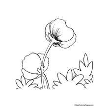 Dibujo para colorear: Amapola (Naturaleza y Estaciones) #162439 - Dibujos para Colorear e Imprimir Gratis