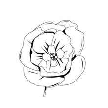 Dibujo para colorear: Amapola (Naturaleza y Estaciones) #162440 - Dibujos para Colorear e Imprimir Gratis