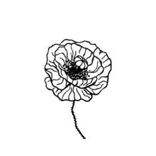 Dibujo para colorear: Amapola (Naturaleza y Estaciones) #162443 - Dibujos para Colorear e Imprimir Gratis
