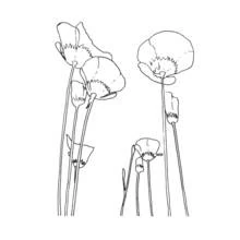 Dibujo para colorear: Amapola (Naturaleza y Estaciones) #162448 - Dibujos para Colorear e Imprimir Gratis