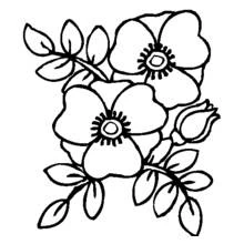 Dibujo para colorear: Amapola (Naturaleza y Estaciones) #162451 - Dibujos para Colorear e Imprimir Gratis