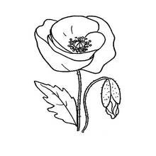 Dibujos para colorear: Amapola - Dibujos para Colorear e Imprimir Gratis