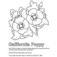 Dibujo para colorear: Amapola (Naturaleza y Estaciones) #162464 - Dibujos para Colorear e Imprimir Gratis