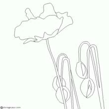 Dibujo para colorear: Amapola (Naturaleza y Estaciones) #162472 - Dibujos para Colorear e Imprimir Gratis