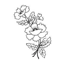 Dibujo para colorear: Amapola (Naturaleza y Estaciones) #162481 - Dibujos para Colorear e Imprimir Gratis
