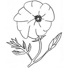 Dibujo para colorear: Amapola (Naturaleza y Estaciones) #162494 - Dibujos para Colorear e Imprimir Gratis