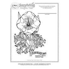 Dibujo para colorear: Amapola (Naturaleza y Estaciones) #162495 - Dibujos para Colorear e Imprimir Gratis