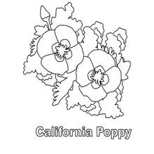 Dibujo para colorear: Amapola (Naturaleza y Estaciones) #162502 - Dibujos para Colorear e Imprimir Gratis