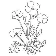Dibujo para colorear: Amapola (Naturaleza y Estaciones) #162512 - Dibujos para Colorear e Imprimir Gratis