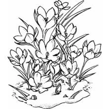 Dibujo para colorear: Amapola (Naturaleza y Estaciones) #162518 - Dibujos para Colorear e Imprimir Gratis
