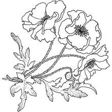Dibujo para colorear: Amapola (Naturaleza y Estaciones) #162519 - Dibujos para Colorear e Imprimir Gratis