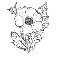 Dibujo para colorear: Amapola (Naturaleza y Estaciones) #162523 - Dibujos para Colorear e Imprimir Gratis