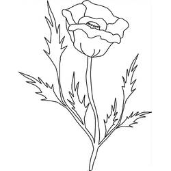 Dibujo para colorear: Amapola (Naturaleza y Estaciones) #162529 - Dibujos para Colorear e Imprimir Gratis