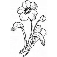 Dibujo para colorear: Amapola (Naturaleza y Estaciones) #162533 - Dibujos para Colorear e Imprimir Gratis