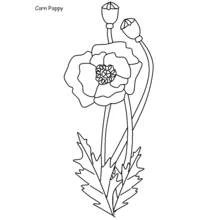 Dibujo para colorear: Amapola (Naturaleza y Estaciones) #162548 - Dibujos para Colorear e Imprimir Gratis