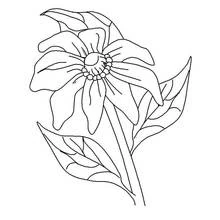Dibujo para colorear: Amapola (Naturaleza y Estaciones) #162550 - Dibujos para Colorear e Imprimir Gratis