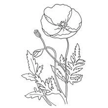 Dibujo para colorear: Amapola (Naturaleza y Estaciones) #162573 - Dibujos para Colorear e Imprimir Gratis