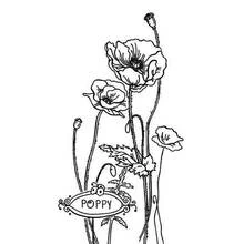 Dibujo para colorear: Amapola (Naturaleza y Estaciones) #162574 - Dibujos para Colorear e Imprimir Gratis