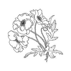 Dibujo para colorear: Amapola (Naturaleza y Estaciones) #182350 - Dibujos para Colorear e Imprimir Gratis