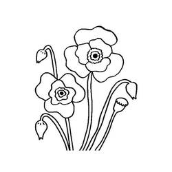 Dibujo para colorear: Amapola (Naturaleza y Estaciones) #182351 - Dibujos para Colorear e Imprimir Gratis