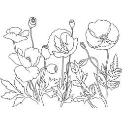 Dibujo para colorear: Amapola (Naturaleza y Estaciones) #182353 - Dibujos para Colorear e Imprimir Gratis