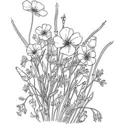 Dibujo para colorear: Amapola (Naturaleza y Estaciones) #182354 - Dibujos para Colorear e Imprimir Gratis