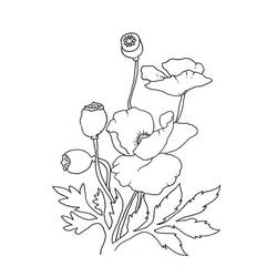 Dibujo para colorear: Amapola (Naturaleza y Estaciones) #182355 - Dibujos para Colorear e Imprimir Gratis