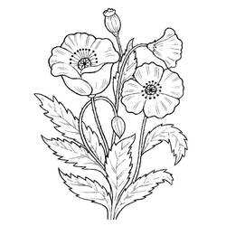 Dibujo para colorear: Amapola (Naturaleza y Estaciones) #182356 - Dibujos para Colorear e Imprimir Gratis