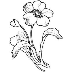 Dibujo para colorear: Amapola (Naturaleza y Estaciones) #182358 - Dibujos para Colorear e Imprimir Gratis
