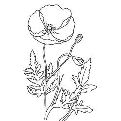 Dibujo para colorear: Amapola (Naturaleza y Estaciones) #182359 - Dibujos para Colorear e Imprimir Gratis