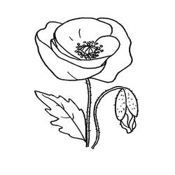 Dibujo para colorear: Amapola (Naturaleza y Estaciones) #182360 - Dibujos para Colorear e Imprimir Gratis